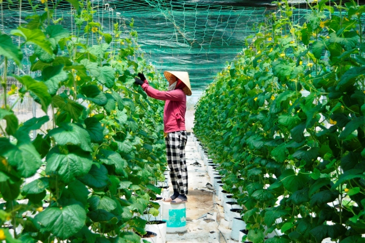  Đầu tư hệ thống nhà màng, hệ thống tưới nước tự động, mùa hè vẫn trồng được các loại rau, củ, quả trên vùng đất cát.