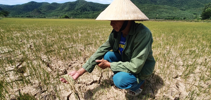 Cây lúa bị chết do thiếu nước và nắng hạn.