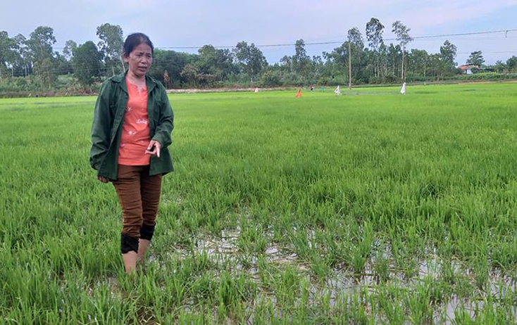 Lúa hè-thu của bà Đặng Thị Liên bị trâu phá hại.
