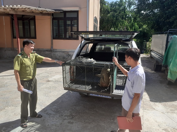 Anh Đặng Quốc Dũng bàn giao khỉ vàng quý hiếm cho cơ quan Kiểm lâm.