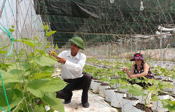 Việc chuyển đổi cây trồng giúp mang lại hiệu quả kinh tế cao cho nông dân Quảng Trạch.