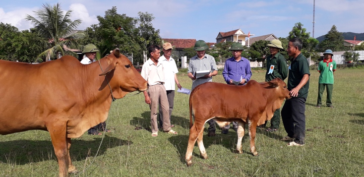  Nuôi bò lai góp phần tạo việc làm, giảm nghèo bền vững cho người dân Tuyên Hóa.