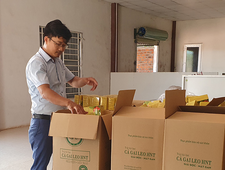 Cà gai leo túi lọc là một trong những sản phẩm đầu tiên được sản xuất theo chuỗi liên kết của huyện Bố Trạch. 