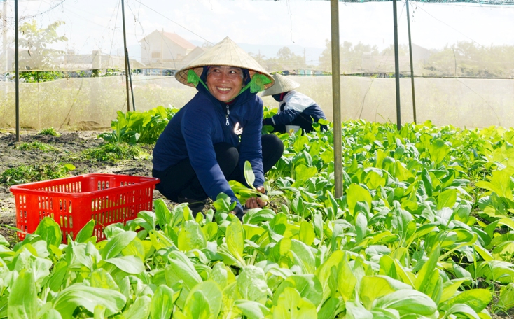   Người dân Đồng Trạch mở rộng các mô hình trồng rau sạch, cho hiệu quả kinh tế cao.