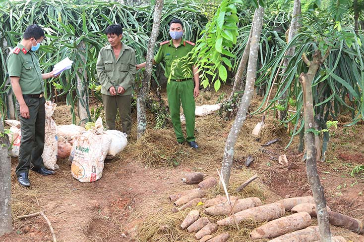 Lượng lớn thuốc nổ và đầu đạn nguy hiểm được đối tượng Nguyễn Đăng Thảo cất giấu rải rác trong vườn nhà