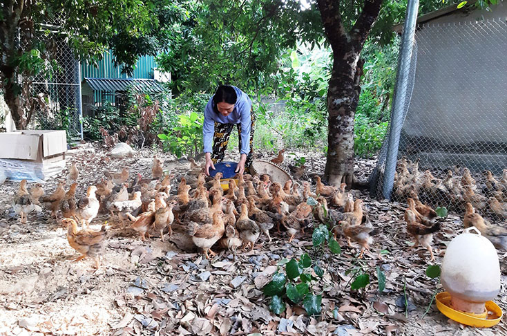Đàn gà sinh sản bố mẹ được chăm sóc, sinh trưởng tốt. 