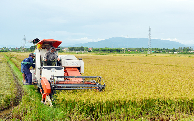 Bà con xã Vạn Trạch thu hoạch lúa vụ hè-thu năm 2020. 