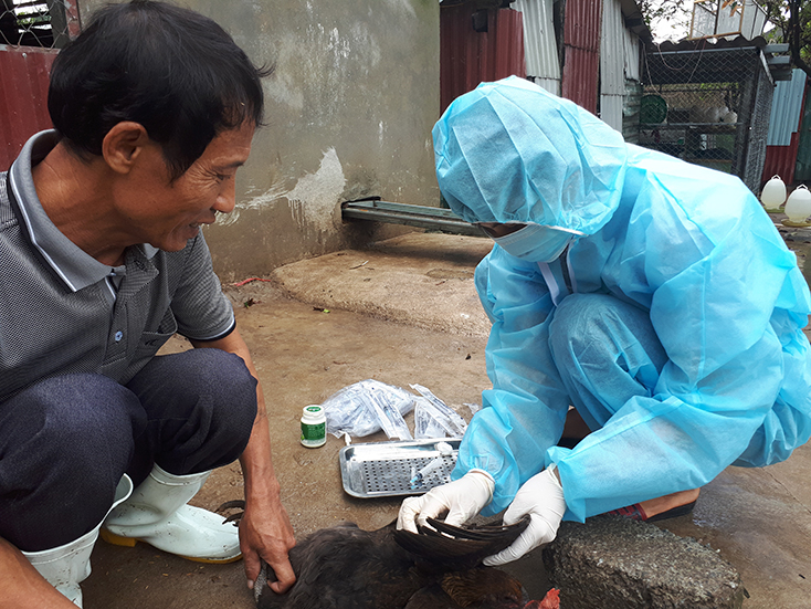  Tiêm phòng là khâu quan trọng trong công tác phòng, chống dịch bệnh cho đàn gia súc, gia cầm. 