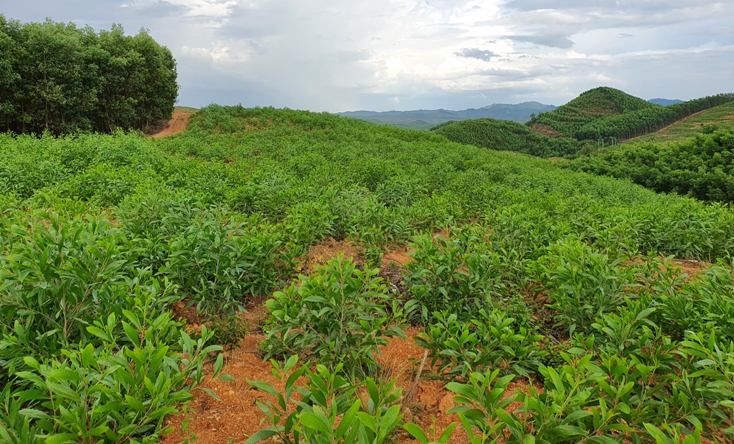  Vi phạm về quản lý đất rừng của một số cán bộ, đảng viên ở Lệ Thủy vẫn còn diễn ra. 