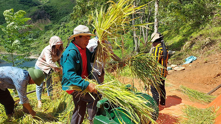 Thu hoạch lúa nước trên ruộng bậc thang ở bản Dộ- Tà Vờng.
