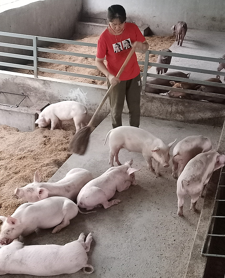 Công tác vệ sinh chuồng trại luôn được các trang trại chú trọng thực hiện. 