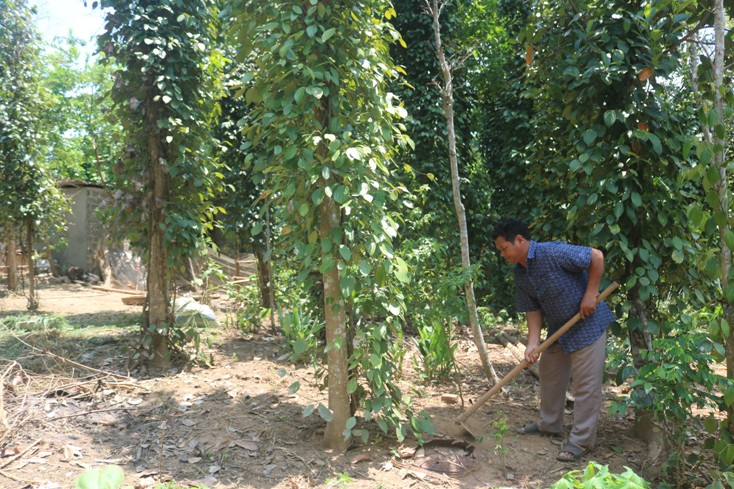  Vườn hồ tiêu của gia đình ông Hồ Văn Phần. 
