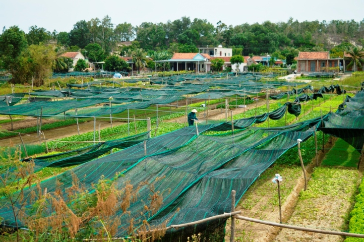 Nhiều hội viên đã mạnh dạn vay vốn để mở rộng mô hình chuyên canh rau màu tăng thu nhập, thoát nghèo. 