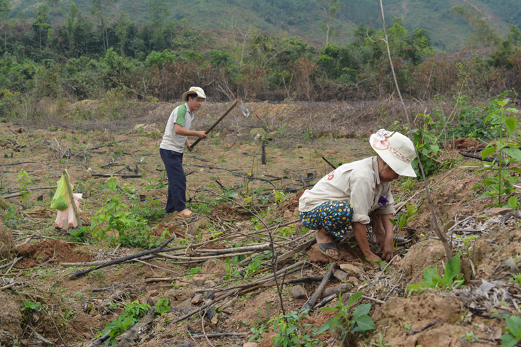 Bố Trạch chú trọng mở rộng diện tích trồng rừng