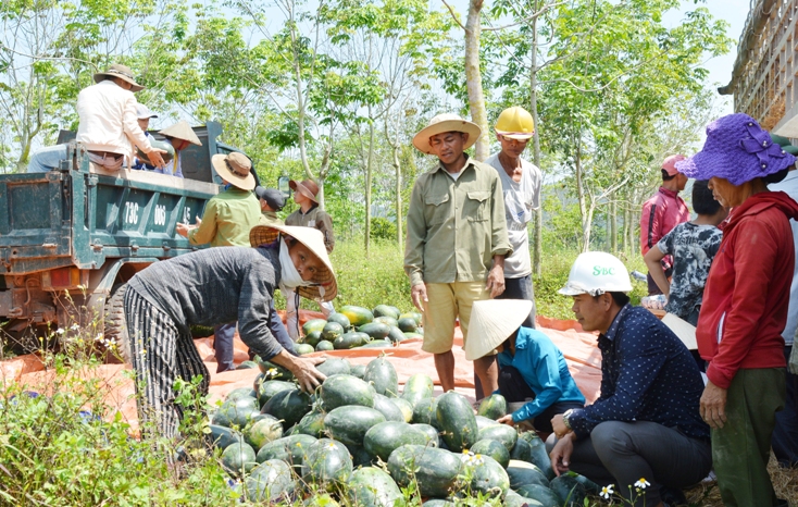   Người dân Bố Trạch thi đua trong lao động sản xuất, ngày càng hình thành các mô hình chuyển đổi cây trồng đạt hiệu quả cao trên vùng gò đồi.