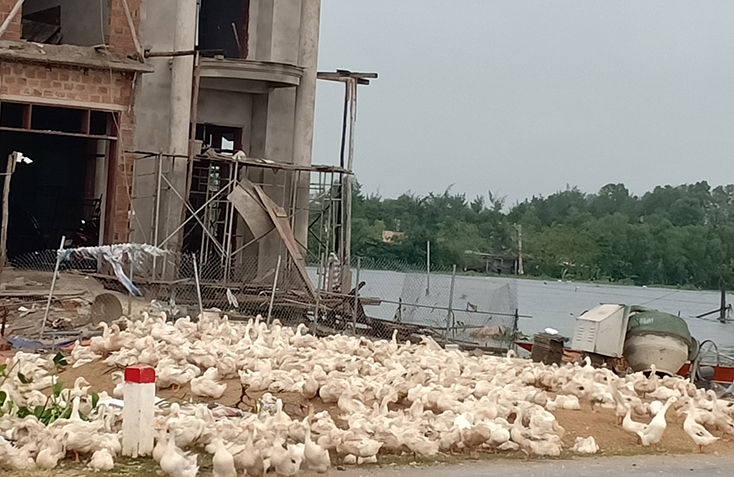 Sau mưa lũ, bệnh cúm gia cầm, tả dễ phát sinh trên gia súc, gia cầm. 