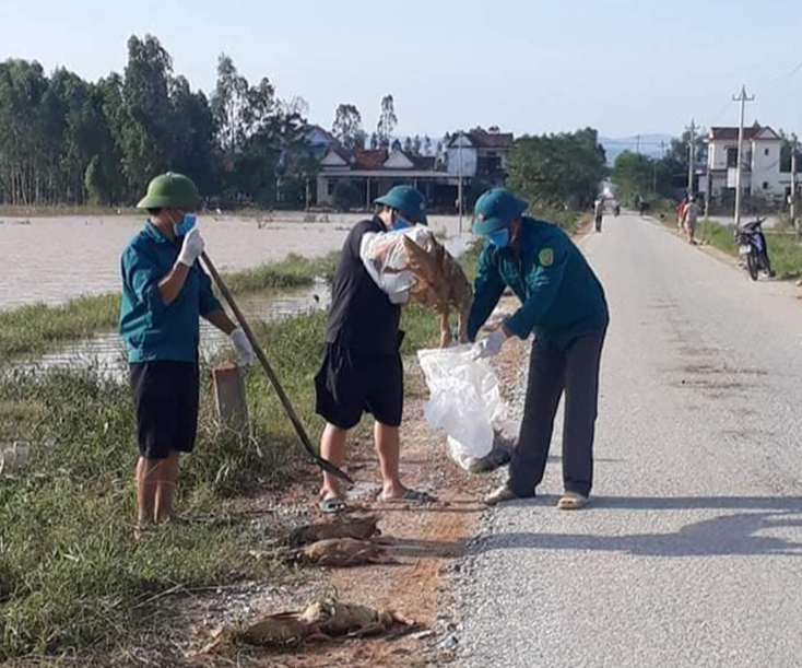 Lực lượng quân sự xã Quảng Thủy (TX. Ba Đồn) giúp người dân thu gom, tiêu hủy gia súc gia cầm bị chết sau lũ lụt. 