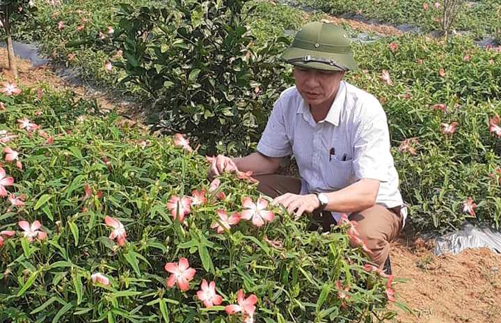    Nhờ chuyển đổi cơ cấu cây trồng, Quảng Trạch xuất hiện nhiều mô hình sản xuất mang lại hiệu quả kinh tế cao.