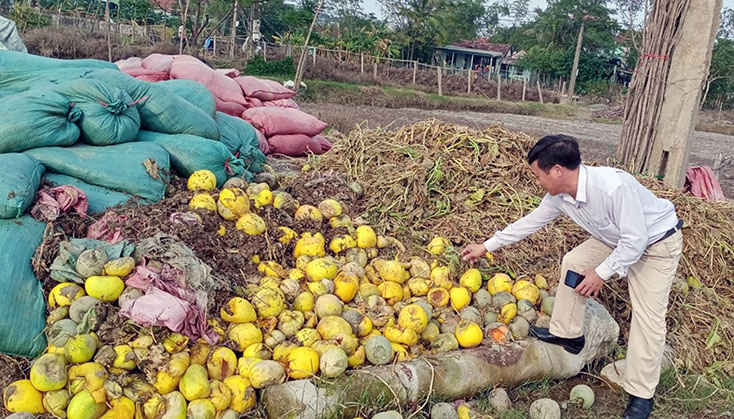 Rất nhiều rau màu bị hư hại đã được người dân phường Quảng Long thu gom để đưa đi xử lý. 