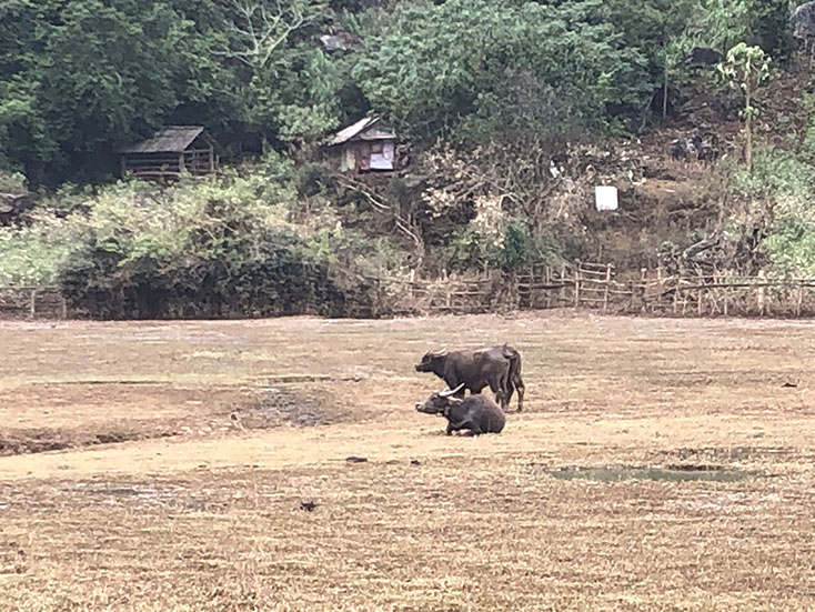 Cánh đồng cỏ ở Tân Hóa đã bị ngập bùn sau lũ, không thể là thức ăn cho đàn trâu bò.