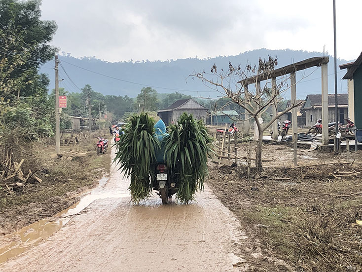 Người dân chạy xe máy lên các vùng cao hơn để bứt cỏ về cho trâu bò ăn.