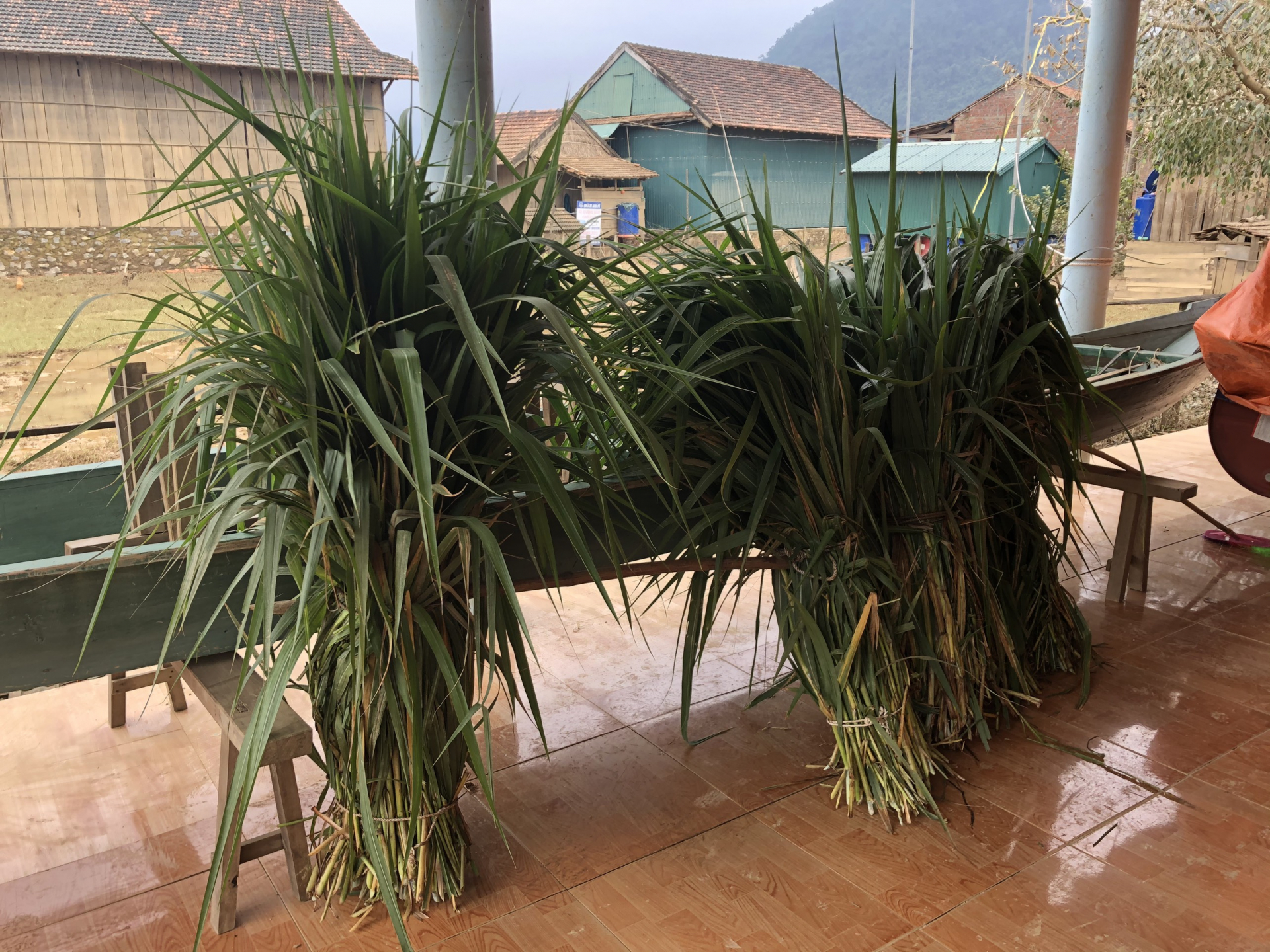 Người dân xã Tân Hóa chuẩn bị thức ăn, di dời đàn trâu bò lên cao để chủ động phòng chống bão số 13.