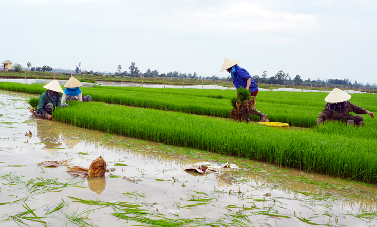 Với chính sách hỗ trợ giá giống cây trồng kịp thời, nông dân huyện Bố Trạch yên tâm vào vụ sản xuất vụ đông-xuân 2020-2021