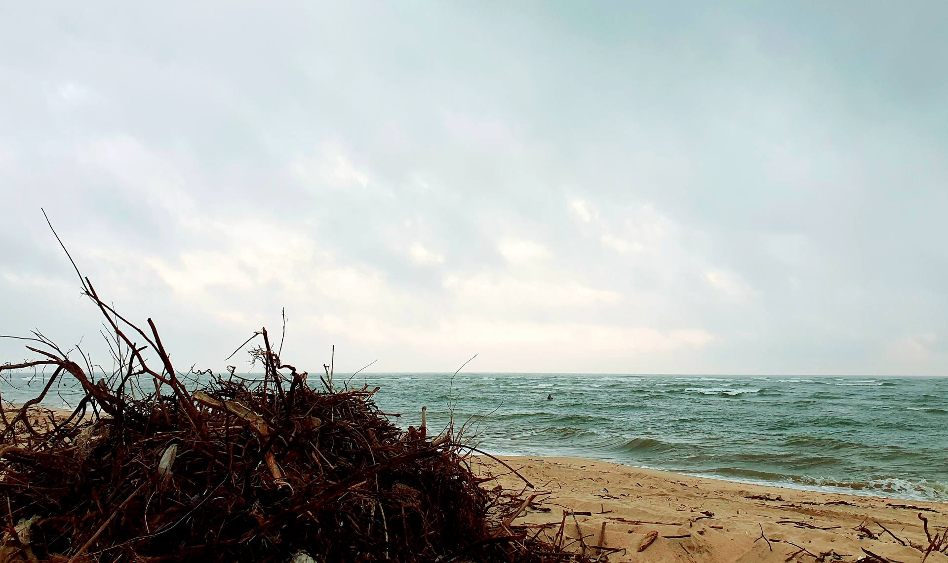  Củi rều bên bãi biển.