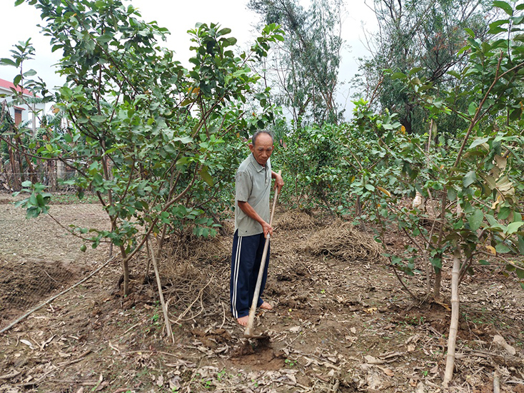 Vườn ổi của gia đình ông Nguyễn Văn Yền (Hàm Ninh, Quảng Ninh) mang lại hiệu quả kinh tế cao.