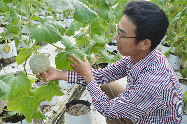  Ông Võ Trung Tuấn bên vườn dưa lưới đã được khôi phục sau lũ.