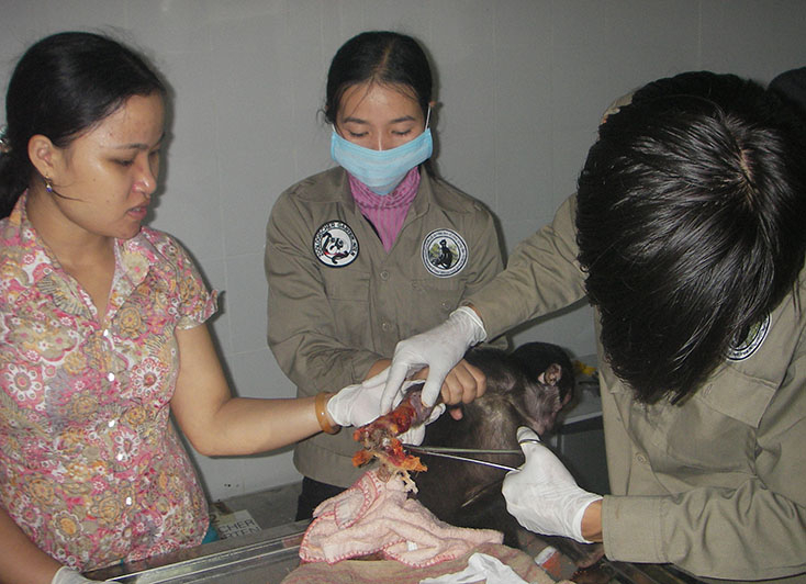   Cán bộ Trung tâm Cứu hộ, bảo tồn và phát triển sinh vật xử lý vết thương cho khỉ mặt đỏ.