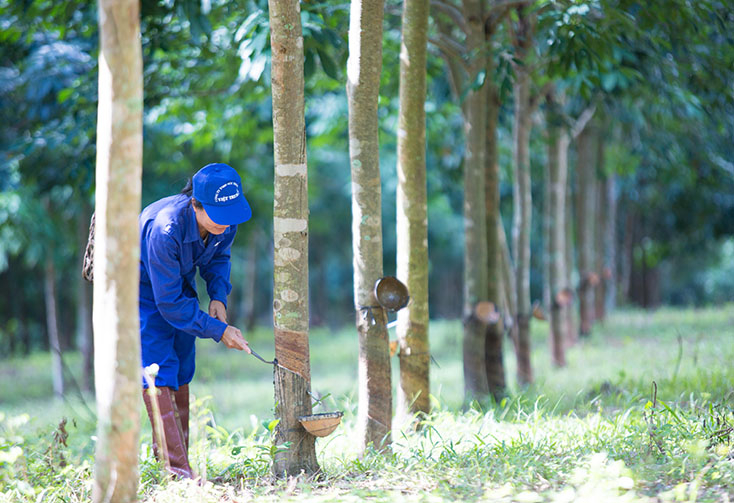 Cao su được xác định là mặt hàng chiến lược trọng điểm của Công ty cổ phần Việt Trung Quảng Bình.