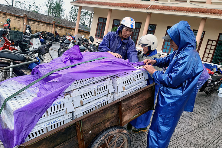 Người dân huyện Lệ Thủy nhận gà giống hỗ trợ. 