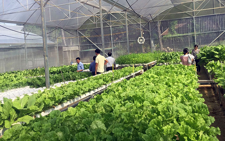 Hệ thống nhà màng trồng rau sạch đem lại thu nhập ổn định cho anh Phan Minh Nam, xã Phúc Trạch (Bố Trạch).