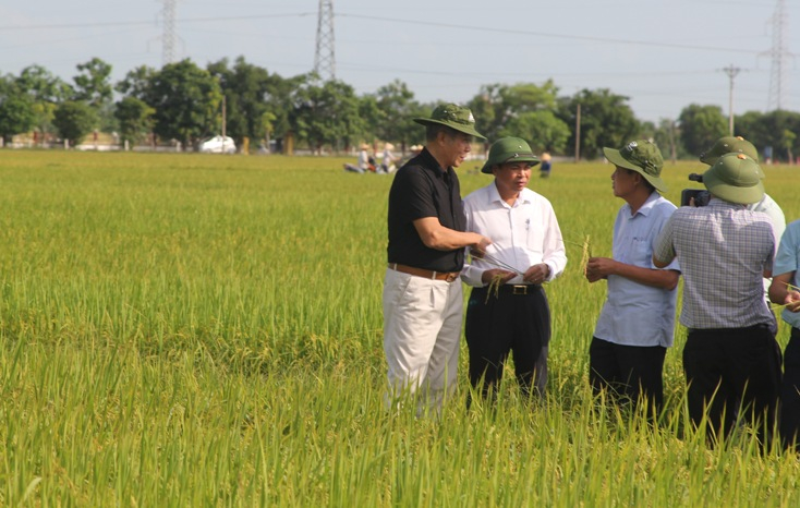 Sản phẩm phân bón Sông Gianh đã mang lại những mùa vàng bội thu cho người nông dân.