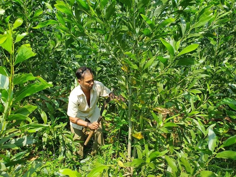 Ông Hồ Văn Bôn đang chăm sóc khu rừng của mình.