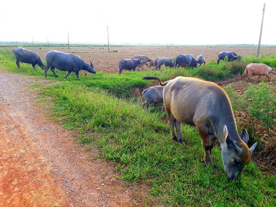 Đàn trâu gặm cỏ.