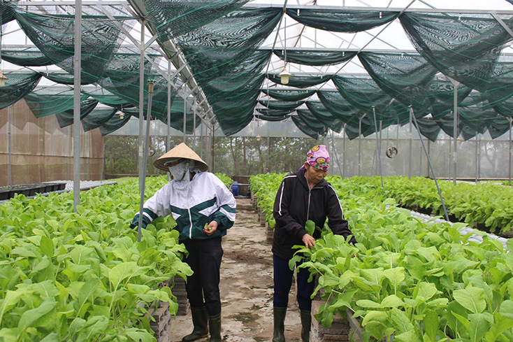 Rau cải trồng thủy canh của Công ty CP thực phẩm xanh Đông Dương.