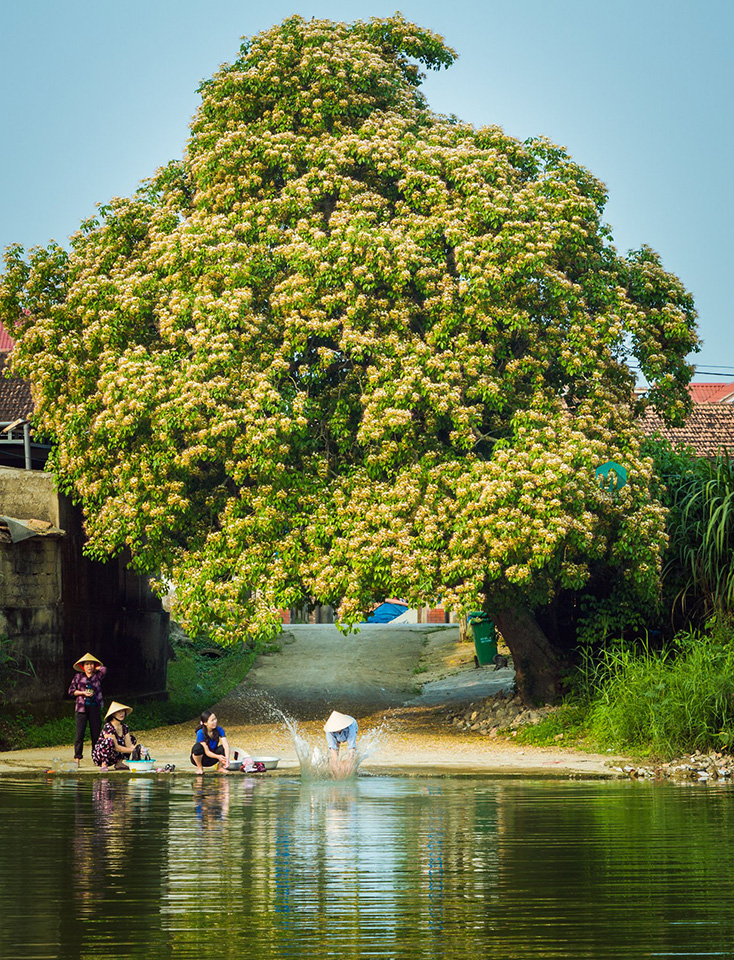  Cây bún ở Tuy Lộc mùa trổ hoa (ảnh: Trần Long)