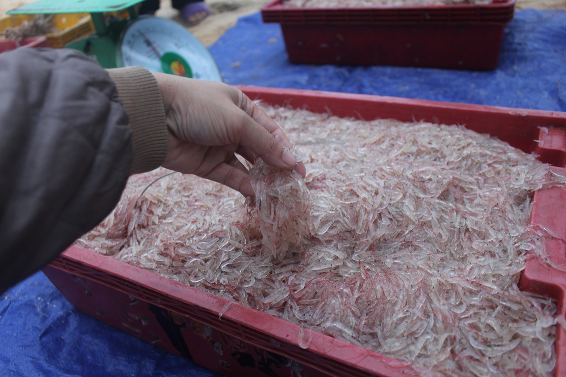 Những ngày đầu năm Tân Sửu, ngư dân Nhân Trạch trúng “lộc” ruốc biển.