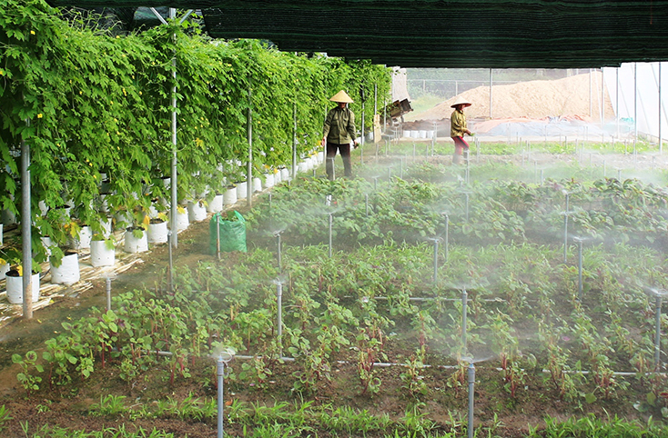 Lao động nông thôn ứng dụng công nghệ cao trong lao động sản xuất.