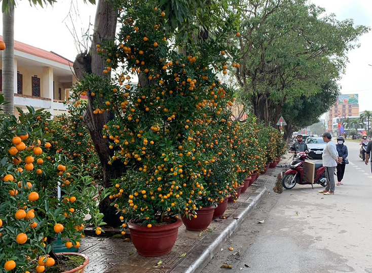 Tết Nguyên đán Tân Sửu 2021, giá các mặt hàng hoa và cây cảnh ổn định hơn so với Tết năm trước.
