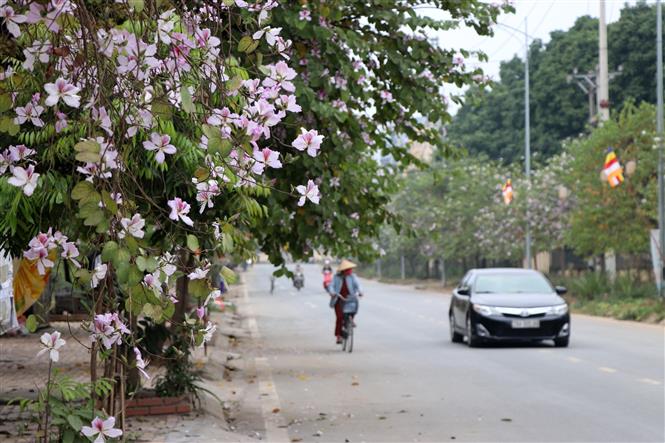  Ảnh minh họa: TTXVN