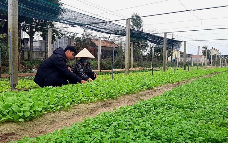 Cán bộ Trung tâm dịch vụ nông nghiệp huyện Quảng Ninh hướng dẫn người dân chăm sóc và phòng trừ sâu bệnh trên cây rau.