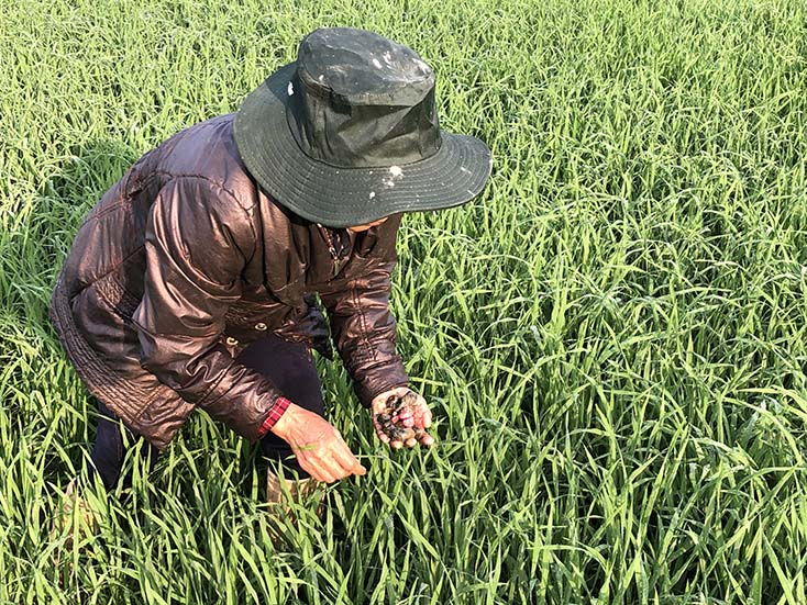 Bà con nông dân bắt ốc bươu vàng trên các chân ruộng.