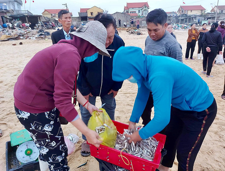 Cá tươi được thương lái thu mua ngay tại bãi biển xã Nhân Trạch (Bố Trạch).