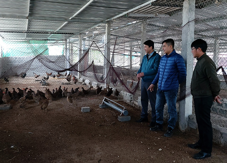 Sắp tới, anh Phạm Anh Tuân sẽ mở rộng quy mô trang trại từ gấp hai đến ba lần nhằm đáp ứng nhu cầu chim trĩ xuất ra thị trường.