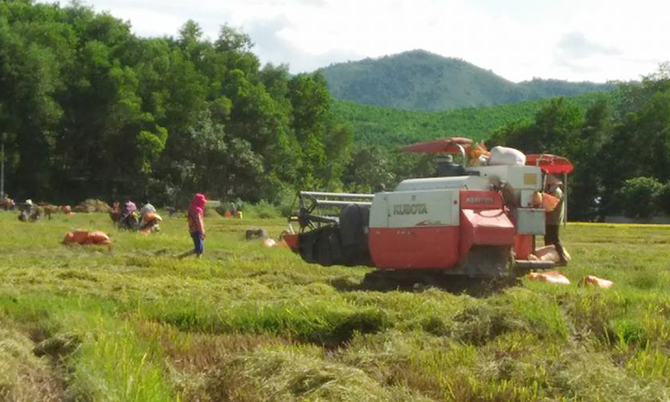 Minh Hóa ứng dụng công nghệ cao trong sản xuất lương thực