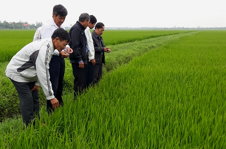 Trung tâm Dịch vụ nông nghiệp huyện Quảng Ninh hướng dẫn các hợp tác xã trên địa bàn phòng trừ bệnh đạo ôn.