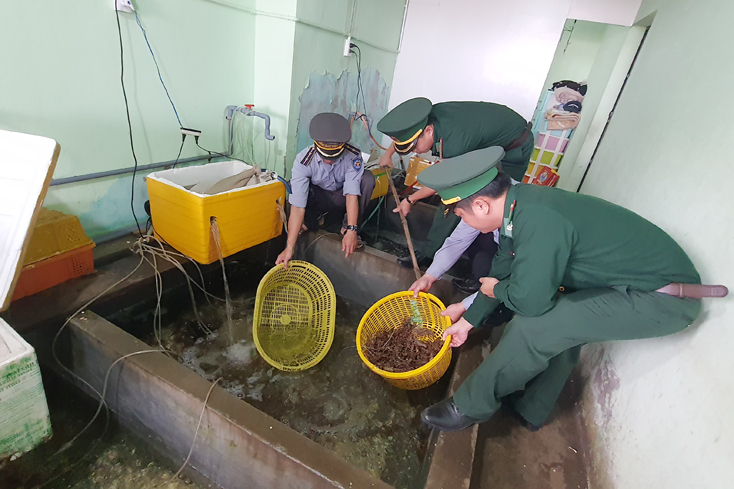 Các lực lượng chức năng phát hiện, thu giữ tôm hùm non.